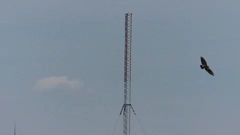 Slow-motion: common buzzard floating next to signal tower, bird of prey, raptor Stock Footage 111278203