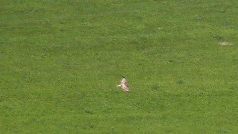 Slow-motion: common buzzard flying over pastures and trees in rural landscape Stock Footage 111278000