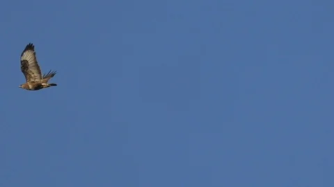 Slow-motion: common buzzard flying, opening beak, flapping wings, clear blue sky Stock Footage 111785272