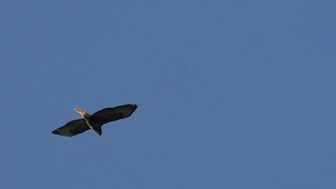 Slow-motion: common buzzard gliding in a clear blue sky, bird opening its beak Stock Footage