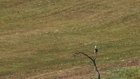 Slow-motion: Common buzzard taking off from leafless tree in front of pasture Stock Footage 96007105