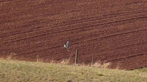 Slow-motion: Common buzzard taking off from wooden fence post in front of field Stock Footage 96007131