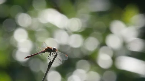 Slow motion of a Common Darter starting and landing Stock Footage 55127517
