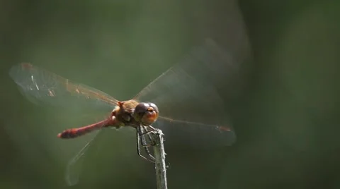 Slow motion of a Common Darter starting and landing Stock Footage 55127885