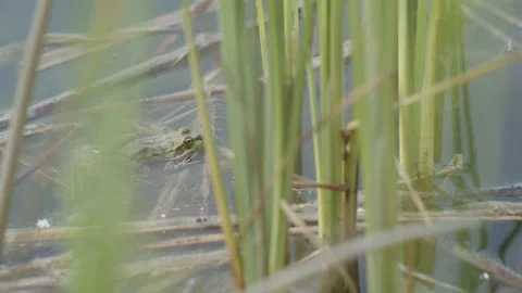 Slow motion common frog between aquatic ... | Stock Video | Pond5