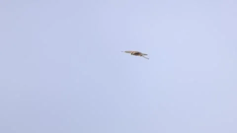 Slow Motion: Common Kestrel Soaring in the Air Stock Footage 333589535