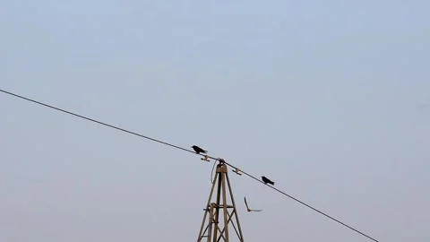 Slow-motion: common kestrel taking flight from power pole, carrion crows nearby Stock Footage 242940486