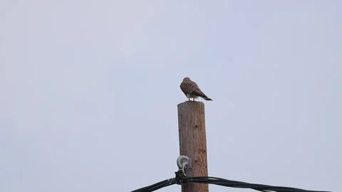 Slow Motion: Common Kestrel Taking Off from Wooden Post Stock Footage 333589748