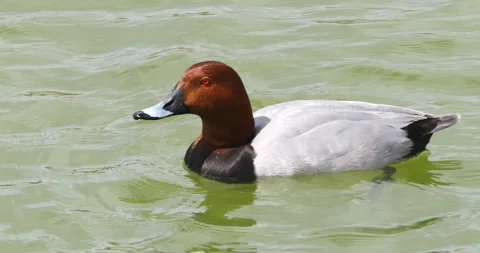 Slow Motion Common Pochard Image Stock Footage 332614936