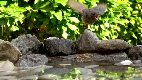 Slow Motion Common Redstart Chick Being Fed a Larva by Mother Stock Footage 344600235