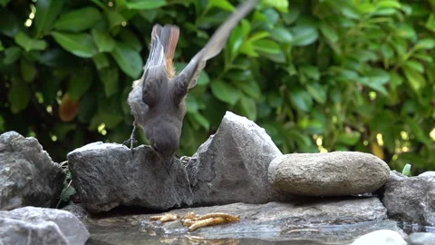 Slow Motion Common Redstart Chick Attempts to Catch Larvae Stock Footage 344600400