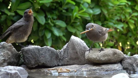 Slow Motion Common Redstart Mother Holds Two Larvae and Looks at Camera Stock Footage 344600746