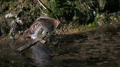Slow motion Common snipe (Gallinago gallinago) cleaning its own plumage. Stock Footage 88805699
