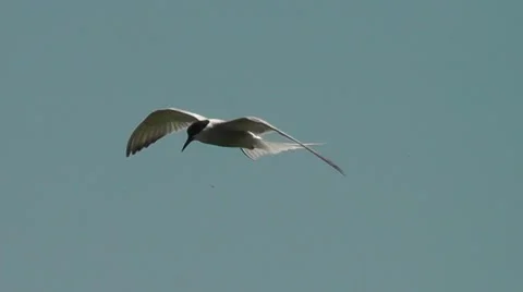 Slow motion of a common tern  flying and diving down Stock Footage 50805776