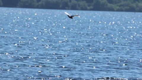Slow Motion Common Tern flying over a lake, Rutland Water, UK Stock Footage 330170916