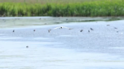 Slow Motion Common Tern flying around lake, RSPB Minsmere, Suffolk, UK 動画素材 333246070