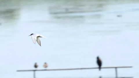 Slow Motion Common Tern flying around lake, RSPB Minsmere, Suffolk, UK Stock Footage 333246090