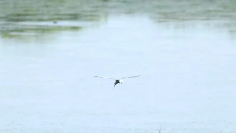 Slow Motion Common Tern flying around lake, RSPB Minsmere, Suffolk, UK Stock Footage 333246091
