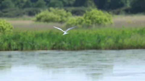 Slow Motion Common Tern flying around lake, RSPB Minsmere, Suffolk, UK Stock Footage 333246105