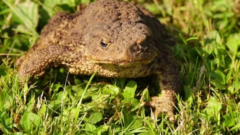 Slow motion common toad breathing and expanding its vocal sac. Stock Footage 97514013
