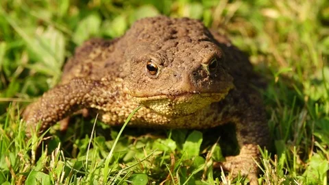 Slow motion common toad breathing and expanding its vocal sac. Stock Footage 97514148