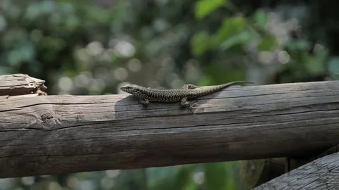 Slow motion of a Common wall Lizard on wood with ants nearby (Podarcis muralis) Video stock 238642602