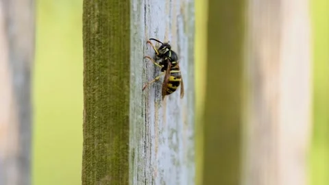 Slow Motion of Common Wasp Chewing Wooden Fence Slat to Gather Nest Material Stock Footage 347547319