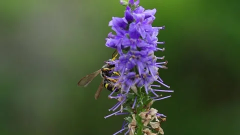 Slow Motion of Common Wasp Foraging and Collecting Nectar on Purple Flowers Stock Footage 347547330
