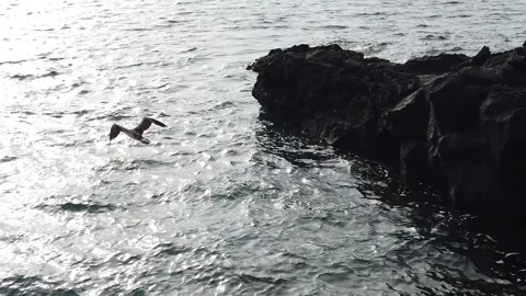 Slow motion Comoran Bartolome Galapagos Stock Footage 253308505