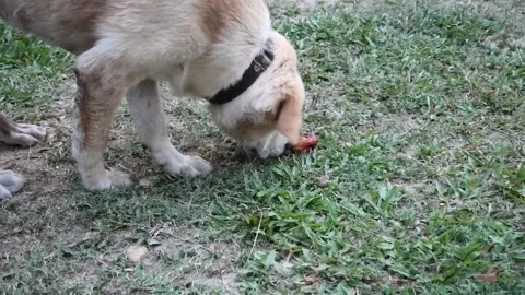 Slow motion Concept of Dog don't have appetite or bored with food Stock Footage 150890047