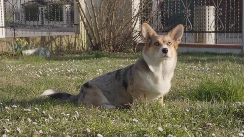 Slow motion, corgi staring and retrieveing rubber toy on meadow, FULLHD 100fps Video stock 126119116