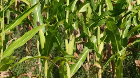 Slow motion corn in the field in summer, swaying in the breeze Stock Footage 138336478