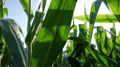 Slow motion in corn filed Stock Footage 77646878