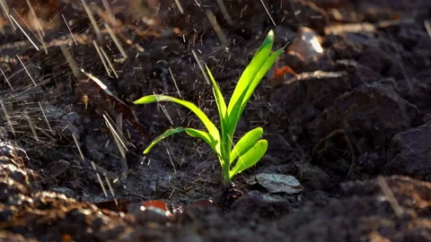Slow motion corn plantation on watering in organic farm field agriculture  動画素材 145645448