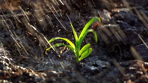 Slow motion corn plantation on watering in organic farm field agriculture  動画素材 145646831