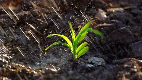 Slow motion corn plantation on watering in organic farm field agriculture  스톡 동영상 145647901