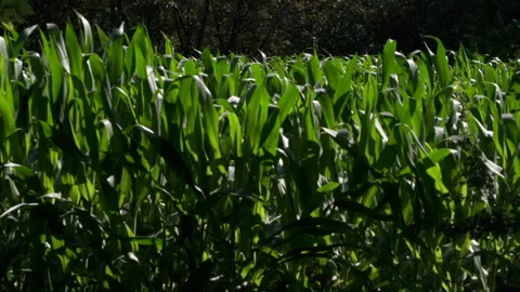Slow motion corn swaying in breeze in cornfield with trees in background 動画素材 157868506