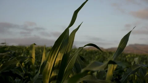 Slow motion Cornfield dancing in the wind Stock Footage 104759987