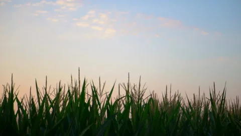 Slow Motion: Cornfield with Sunset Sky in Background Stock Footage 137101530