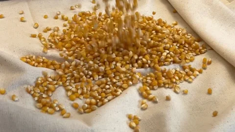 Slow motion corns falling on a textured cover Stock Footage 157638999