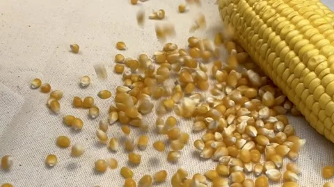 Slow motion corns falling on a textured cover Stock Footage 157639069