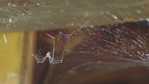 Slow motion cosmopolitan cellar spider on old attic 4K video 動画素材 265338875