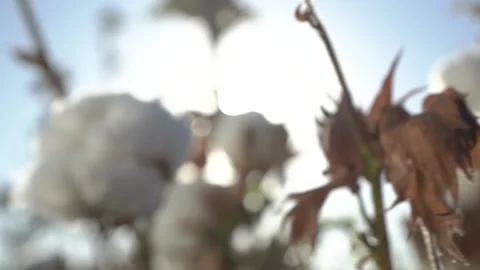Slow motion. Cotton box close up Stock Footage 161136096