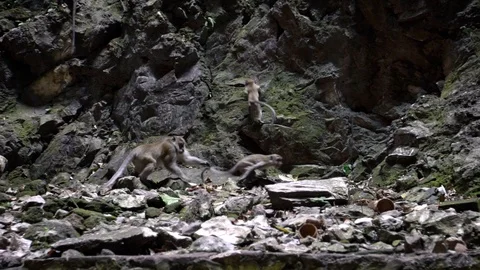 Slow Motion of Couple love monkey after having sex in mountain in Batu Caves-Dan Vídeo Stock 119656278