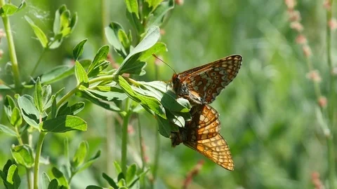 Slow motion of a couple of mating marsh fritillary butterflies Stock Footage 77161663