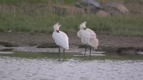 Slow Motion of a couple of spoonbills, sleeping and hiding from the wind 動画素材 76583579