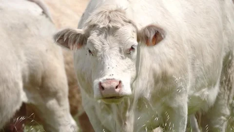 Slow motion cow chewing grass funny licking nose farm animal close up Video stock 334138238