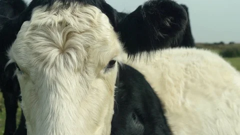 Slow-motion on a cow face close-up Stock Footage 88292008