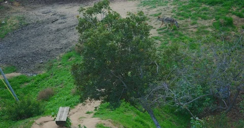 Slow motion of coyotes in Griffith Park in Los Angeles, California Stock Footage 115077569