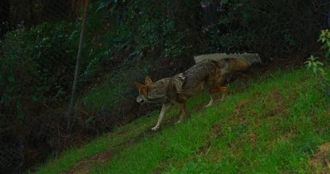 Slow motion of coyotes in Griffith Park in Los Angeles, California Stock Footage 115077874
